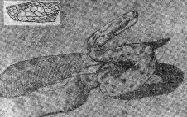 ���. 45. �� ������ ������������ ���;/� ������ � ������� ������������� ����- ������������. ���� �. �. �������� (��������)