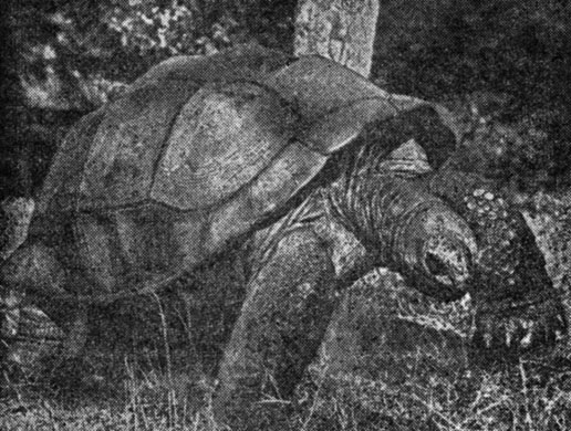 ���. 46. ��� �������� �������� ��� ������ �� ����������� ��������