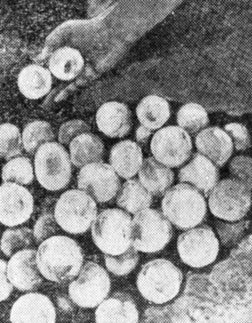 ���. 48. ��� ��� ��� �������� - ��������� ����