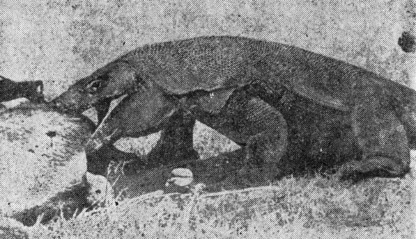 ���. 49. ������� �������