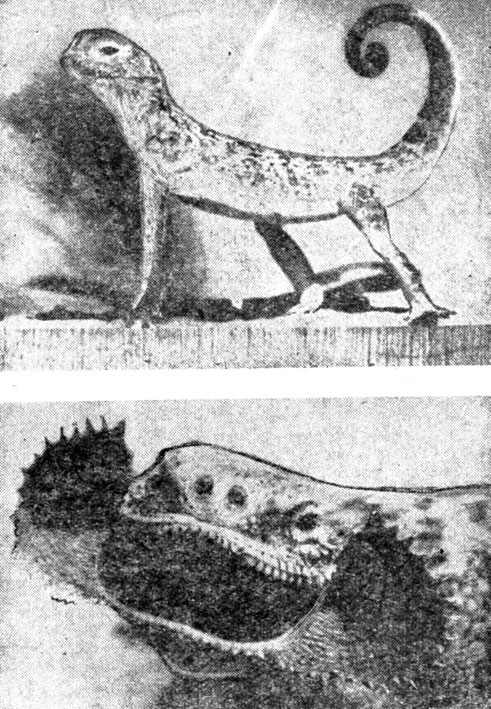 ���. 50. ������� �������������. ����������� ����� ��������� ������� (������ ����). ���� �. �. �������� (��������)