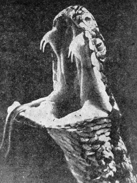 ���. 53. ��� ����� ���� ���� �������� ������