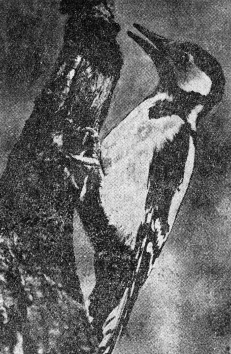 ���. 56. ����� ��������� �� ����� �� �����, ������