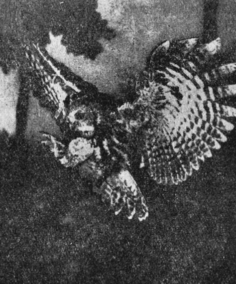 ���. 57. ��� ������� �� o ��� ���������� ���������� �������, ������ ���� ������ ��������