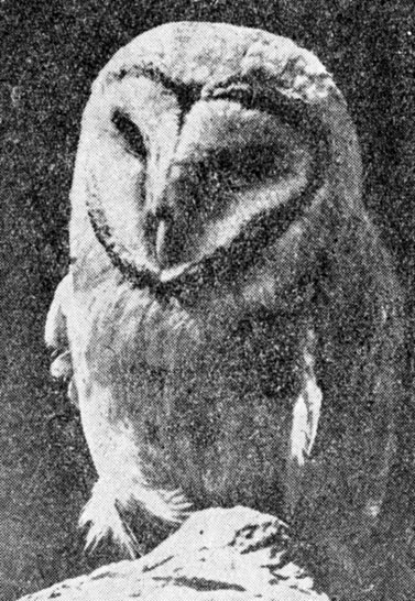 ���. 60. ������ - ������������� ���������� �������� ������ ���������