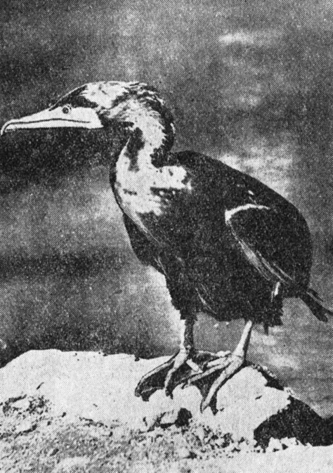 ���. 61. ������-�������