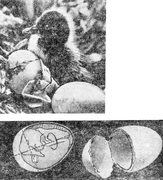 ���. 66. ��� ��� ��������: ������ �������� �� ����; ������ ��������� ���� '���������� �����' �������; ���������� ������