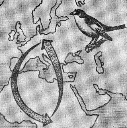 ���. 72. ������� � �������� �������� ��������������������� ��������� - ���������. ����� ������� �������� � ������ �������� �����, � ������������ ���������. ��� ������� � ������ �� ����������� � ���������