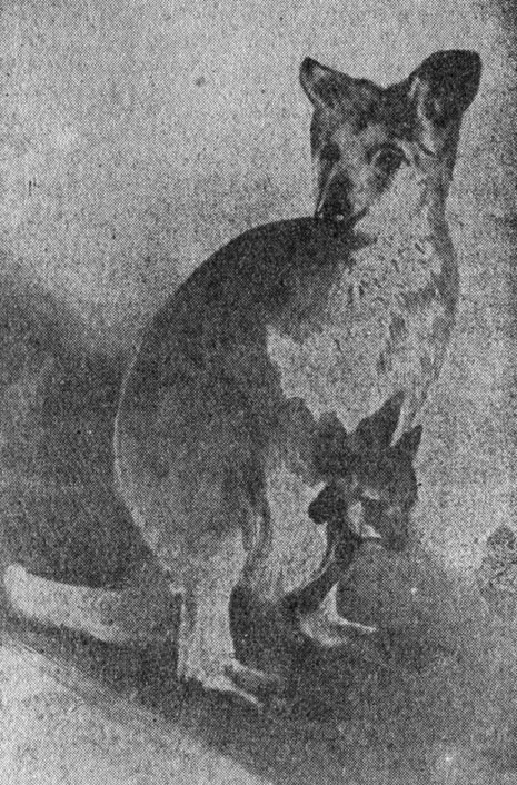 ���. 76. ���� '�������' ������� ��������� ���� � ����� ����-�������