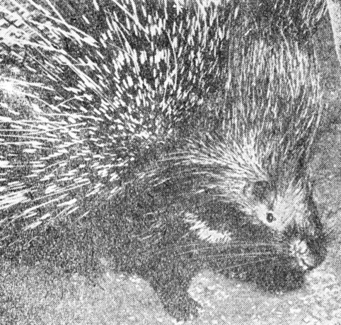 ���. 81. ����� �������������, ������� ���������� ������, �������� �������� ������ ����� �� ����� � ������� ������