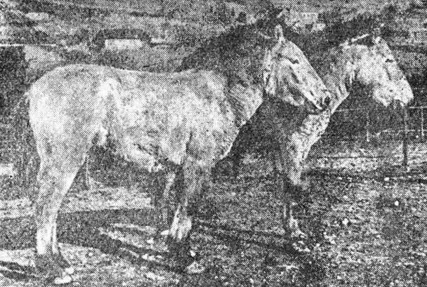 ���. 83. ������ ������������� ����� ����� ������� � ���� �����