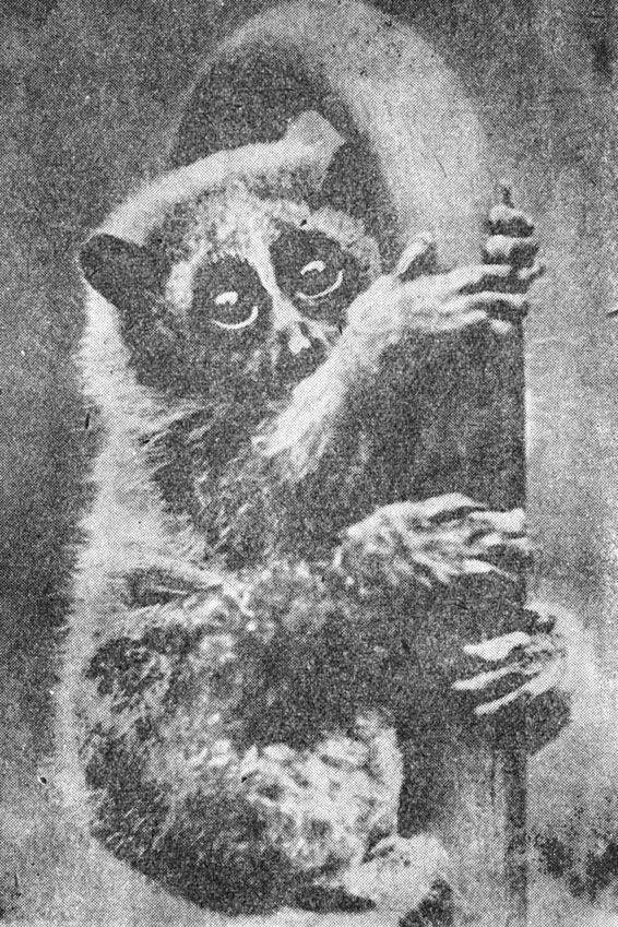 ���. 84. �����-����� - ���� �� ���, ��� ����� ��� �����, �������������� ����� � ����� ������ '�����'