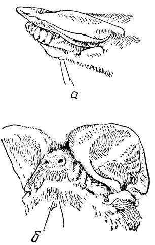 ���. 87. ������ ����������� �������������. � - �������; � - ��� �����