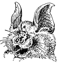 ���. 96. ��� ��� �������� ���, � ������� �������� ����������� ������ �������� �������