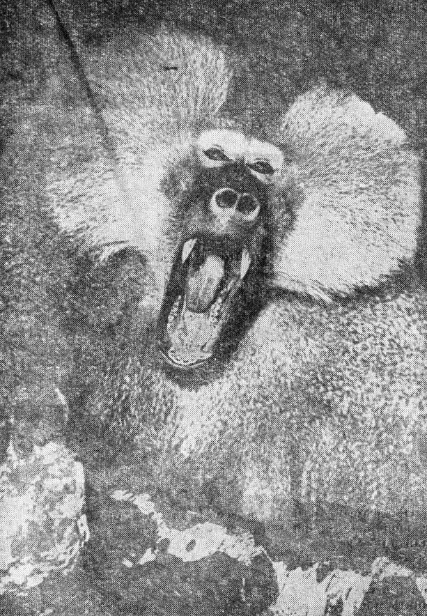 ���. 109. ������ - ��������� �������� ��������