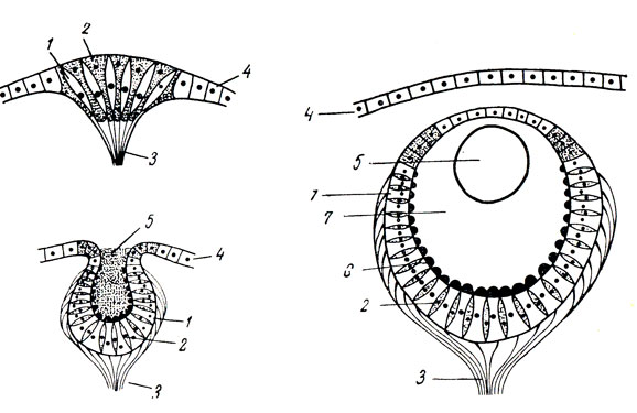 . 32.    (  ).   -  ;   -  ;  -  . 1 -  ; 2 -  ; 3 -  ; 4 - ; 5 - ; 6 -  ; 7 -   ( )