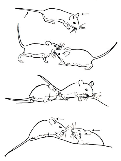 . 43. -    ( Peromyscus).      ( )