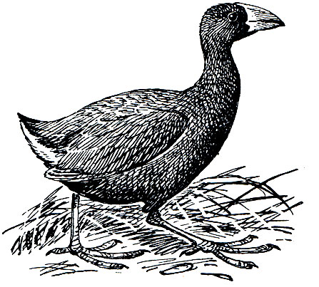 . 2.   (Notornis mantelli)