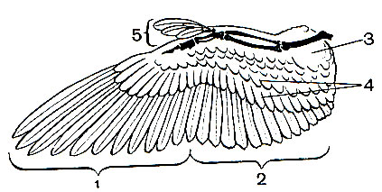 . 5.     : 1 -   ; 2 -   ; 3 -  ; 4 -     (, , ); 5 - 