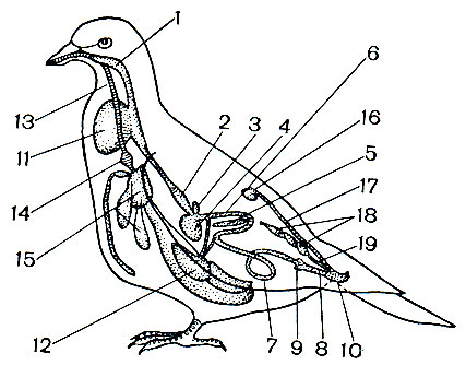 . 9.   : 1 - ; 2 -  ; 3 - ; 4 -  ; 5 -  ; 6 -  ; 7 -  ; 8 -  ; 9 -  ; 10 - ; 11 - ; 12 - ; 13 - ; 14 -  ; 15 -    ; 16 - ; 17 - ; 18 - ; 19 - 