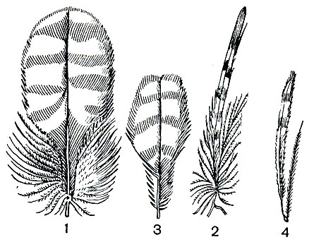 . 10.  (1, 2)   (3, 4)   (   )