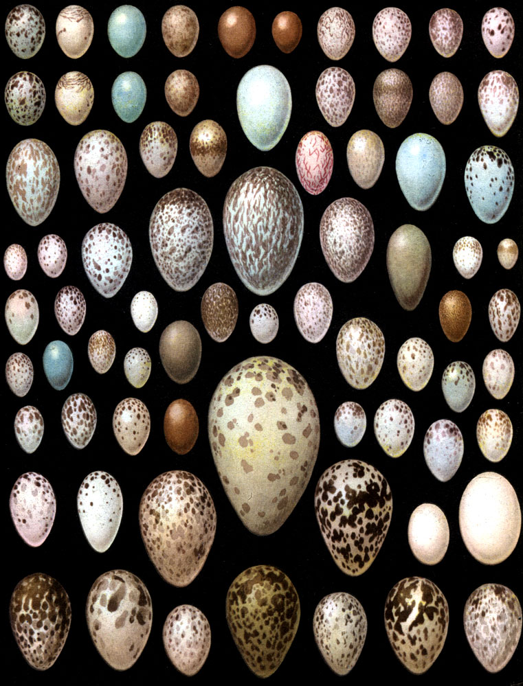  2.  : 1-8 -   (1, 3, 5, 7)    -  '' (2 - , , 4 -  , 6 -  , 8 -  ); 9 -  ; 10 -  ; 11 -  ; 12 -  ; 13 - -; 14 -  ; 15 - ; 16 -  ; 17 -  ; 18 - ; 19 -  ; 20 - ; 21 - ; 22, 23 - ; 24 -  ; 25 -  ; 26 -   ; 27 -  ; 28 -  ; 29 -  ; 30 - ; 31 - ; 32 - ; 33 - ; 34 - ; 35 -  ; 36 -  ; 37 - ; 38 -  ; 39 - ; 40 -  ; 41 -  ; 42 -  ; 43, 44 -  ; 45 -  ; 46 -  ; 47 - -; 48 - --; 49 -  ; 50 -  ; 51 -  ; 52 -  ; 53 - ; 54 - -; 55 -  ; 56 -  ; 57 -  ; 58 - ; 59 - ; 60 - ; 61 - -; 62 -   ; 63 -  ; 64 - ; 65 -  ; 66 -  ; 67 -  ; 68 -  ; 69 - -; 70 -  ; 71 -  ; 72 - ; 73 -  ; 74 - ; 75 - 