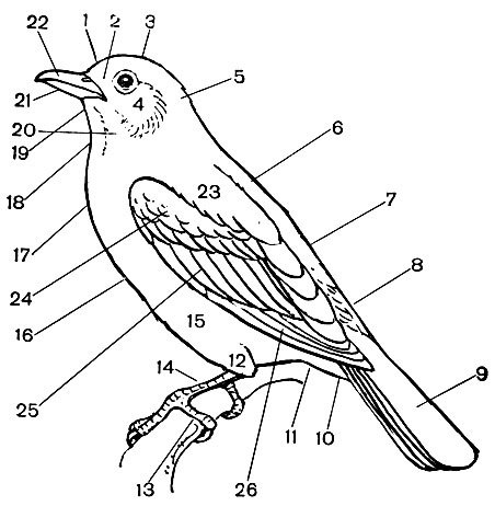 . 17.    : 1 - ; 2 - ; 3 - ; 4 -  ; 5 - ; 6 - ; 7 - ; 8 -   ; 9 -  ; 10 -   ; 11 - ; 12 - ; 13 -  ; 14 - ; 15 - ; 16 - ; 17 - ; 18 - ; 19 - ; 20 - ; 21 - ; 22 - ; 23 -  ; 24 -   ; 25 -  ; 26 -  
