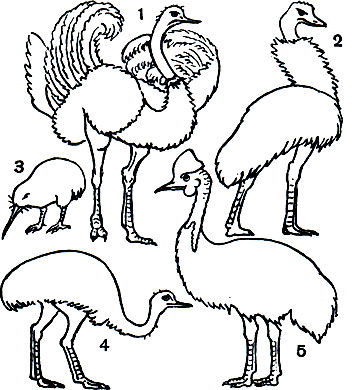  4.  : 1 -  (Struthio camelus); 2 -  (Dromiceus novaehollandiae); 3 -   (Apteryx australis); 4 -   (Rhea americana); 5 - ,  ,  (Casuarius casuarius)