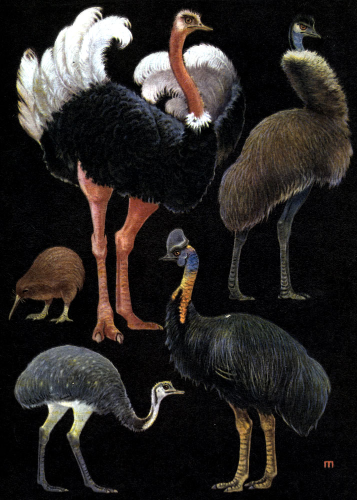  4.  : 1 -  (Struthio camelus); 2 -  (Dromiceus novaehollandiae); 3 -   (Apteryx australis); 4 -   (Rhea americana); 5 - ,  ,  (Casuarius casuarius)