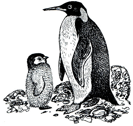. 19.   (Aptenodytes patagonica)  