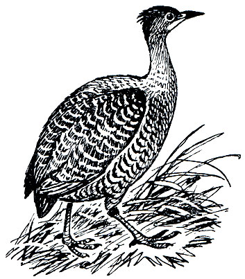 . 20.  (Grypturellus variegatus)