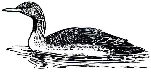 . 21.   (Gavia stellata)
