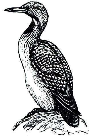 . 22. ,  ,  (Gavia arctica)