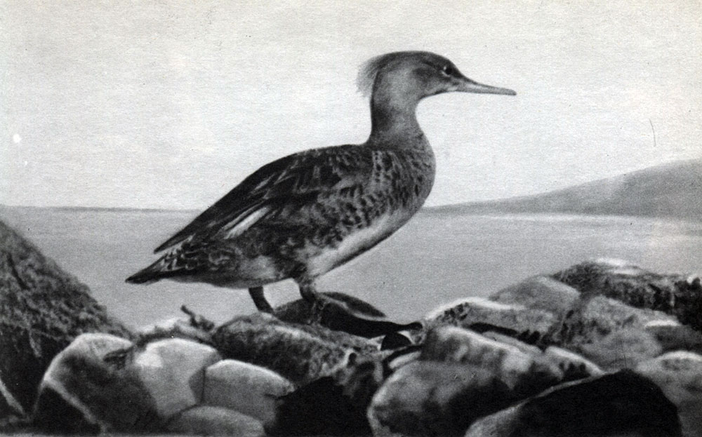  5.  .   (Mergus merganser)