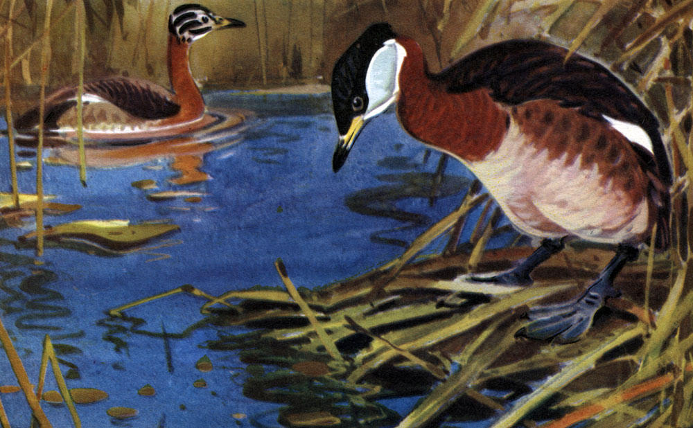  6 . .   (P. griseigena),  ,  