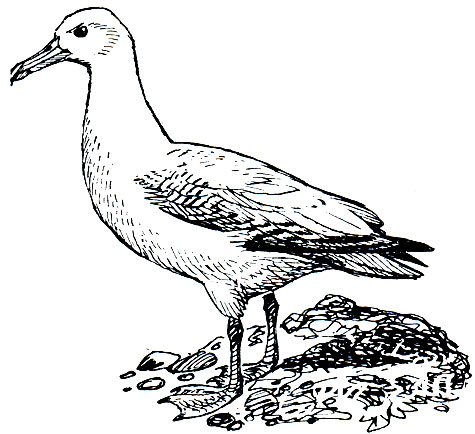 . 26.   (Diomedea exulans)
