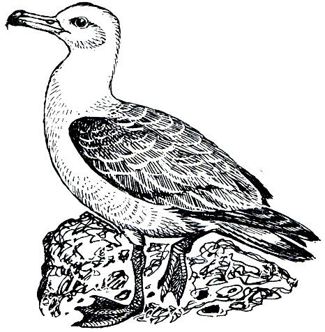 . 27.   (Diomedea im-mutabilis)