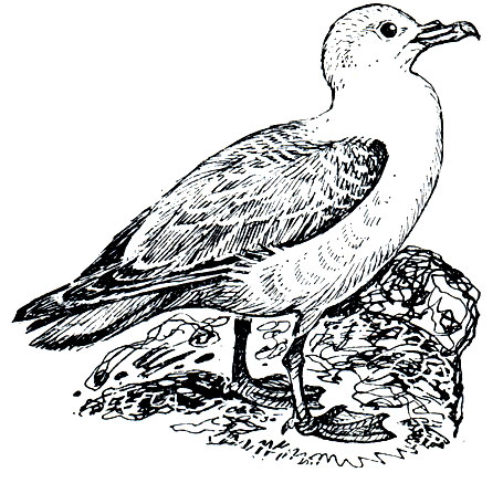. 28.  (Fulmarus glacialis)