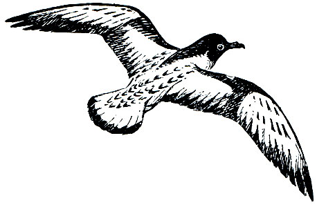 . 30.   (Daption capensis)