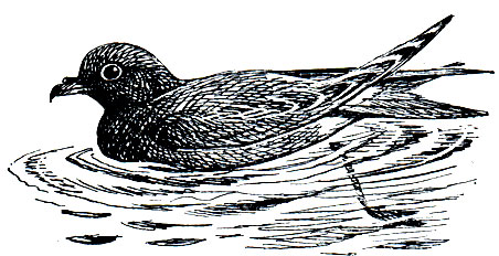 . 31.   (Oceanodroma leucorrhoa)