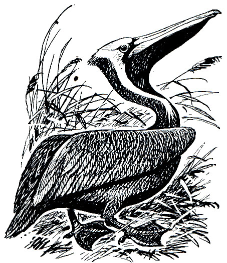 . 32.   (Pelecanus occidentalis)