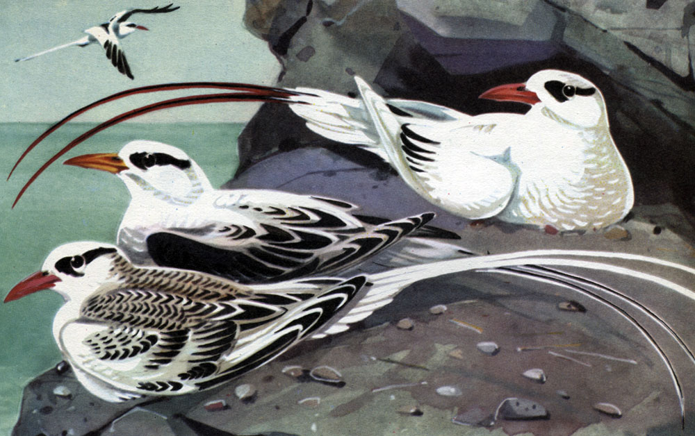  7.  : 1 -   (Phaethon rubricauda); 2 -   (Ph. lepturus); 3 -   (Ph. aethereus)