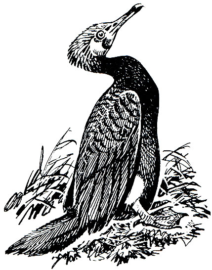 . 33.   (Phalacrocorax carbo)