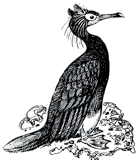 . 34.   (Phalacrocorax penicillatus)