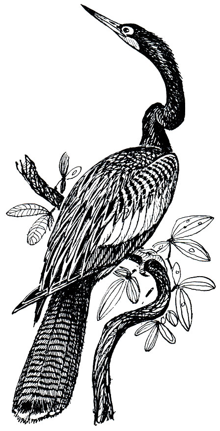. 35.   (Anhinga melanogaster)