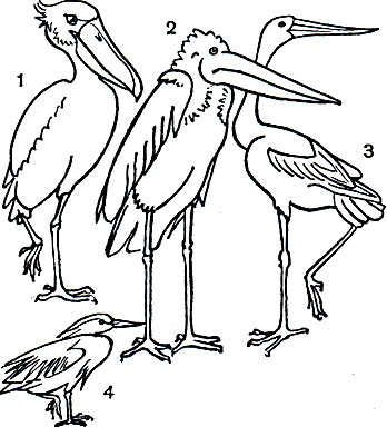  10.   : 1 -  (Balaeniceps rex); 2 -   (Leptoptilus crumeniferus); 3 -   (Jabiru mycterica); 4 -   (Bubulcus ibis)