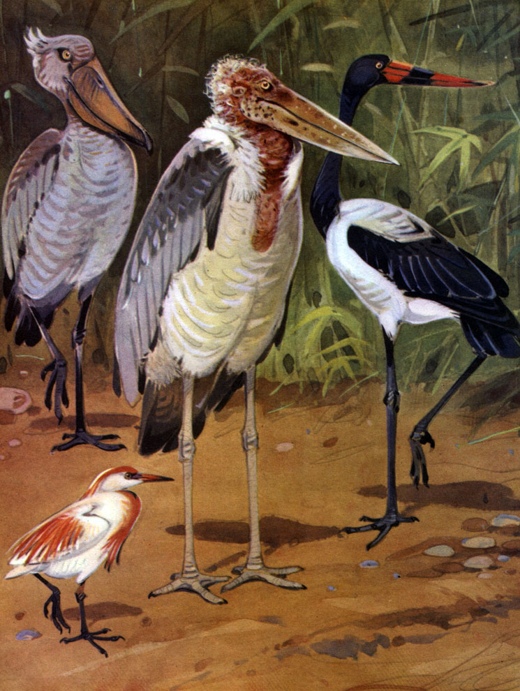  10.   : 1 -  (Balaeniceps rex); 2 -   (Leptoptilus crumeniferus); 3 -   (Jabiru mycterica); 4 -   (Bubulcus ibis)