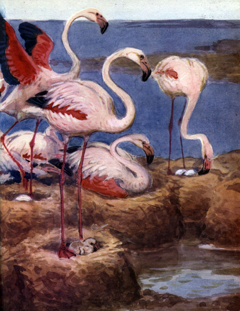  11.   (Phoenicopterus ruber)  