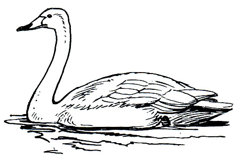 . 50. - (Gygnus cygnus)