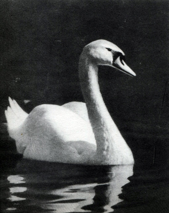  12.  . - (cygnus olor)